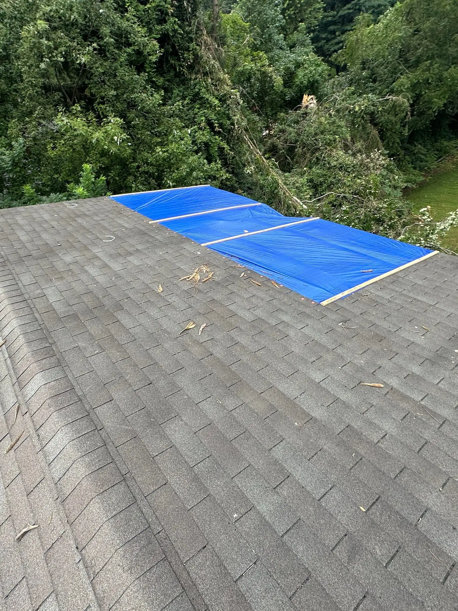 Blue tarp secured with wood battens on the rear slope of a gray shingle roof, with fallen branches nearby